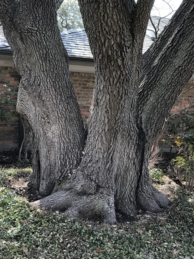 Mature heritage tree close to a Fairview property cared for by certified arborists